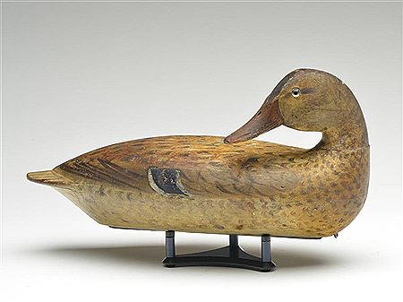 Preening mallard hen