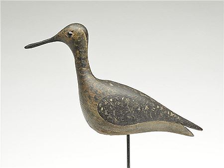Willet with turned head
