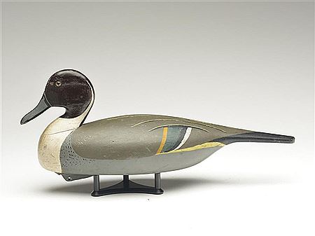 Pintail drake