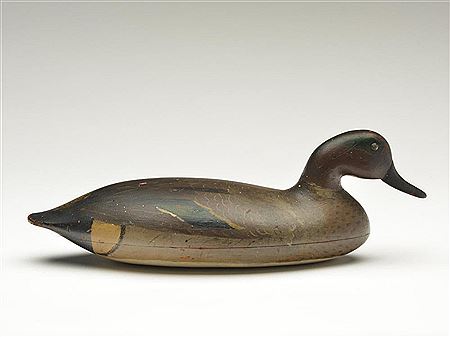 Swimming greenwing teal drake
