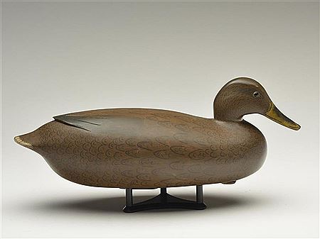 Very rare mallard hen