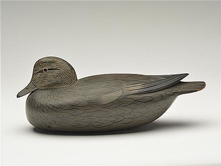 Widgeon hen