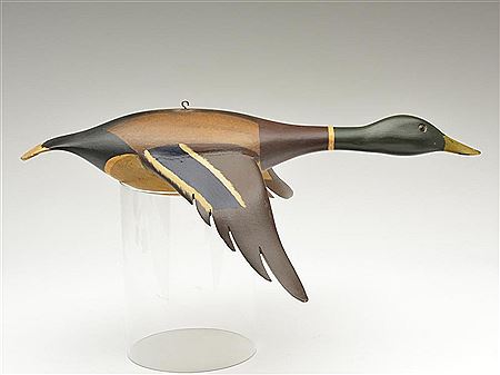 Rare full size flying mallard drake
