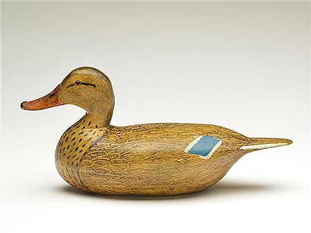 Mallard hen