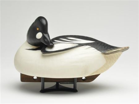 Goldeneye drake