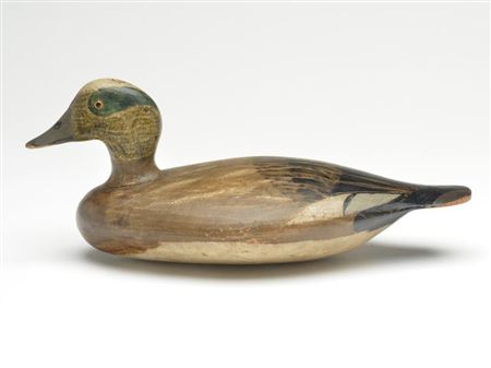 Widgeon drake