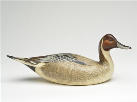 Pintail drake