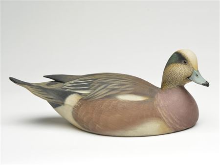 Widgeon drake