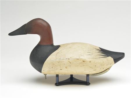 Canvasback drake