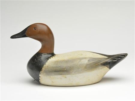 Canvasback drake