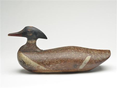 Oversize merganser drake
