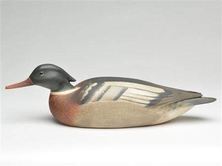 Red breasted merganser drake