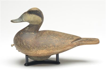Ruddy duck drake