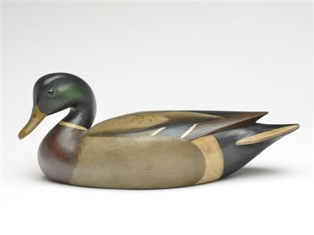 Mallard drake