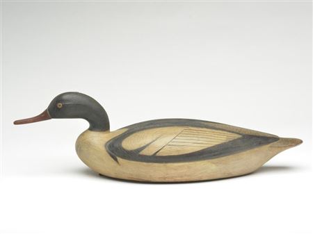 American merganser drake