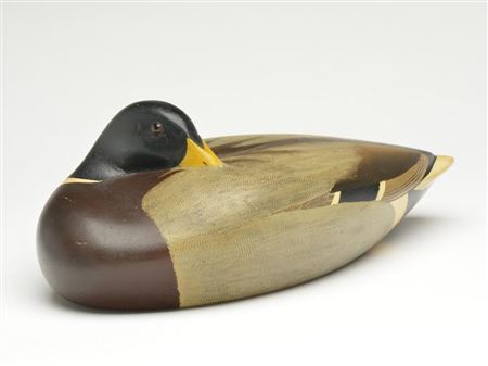 At rest mallard drake