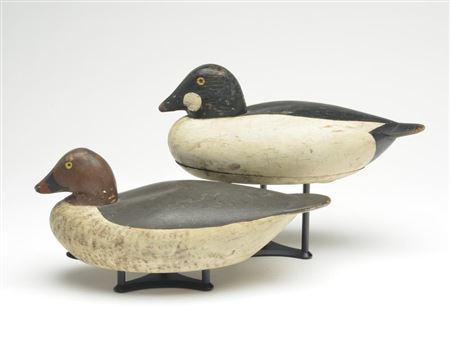 Pair of goldeneye