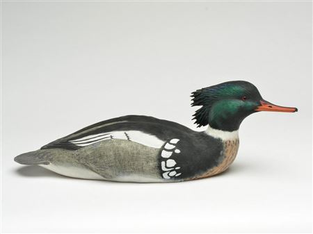 Merganser drake in swimming pose