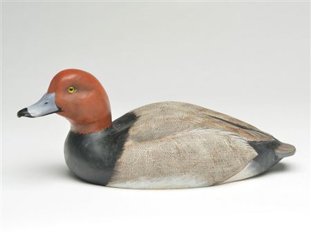 Redhead drake