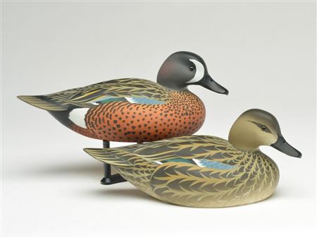 Pair of bluewing teal