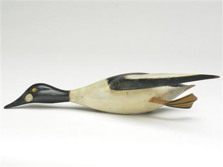 Full size flying goldeneye drake