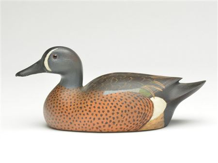 Bluewing teal drake