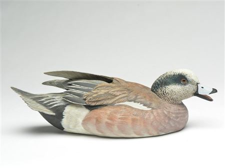 Swimming widgeon drake