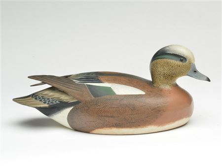 Widgeon drake
