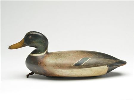 Important mallard drake