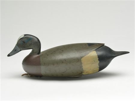 Rare widgeon drake