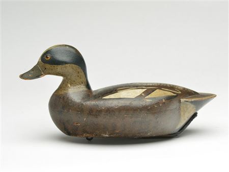 Widgeon drake