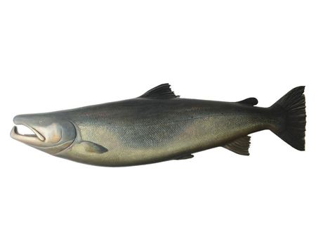 Salmon plaque