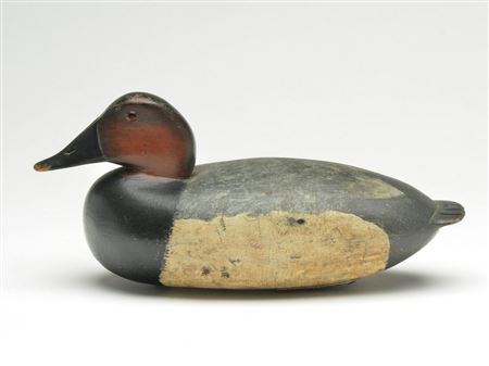 Rare canvasback drake
