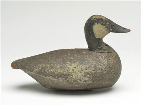 Important ruddy duck