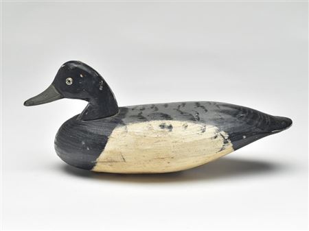 Bluebill drake