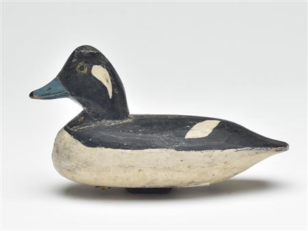 Bufflehead hen