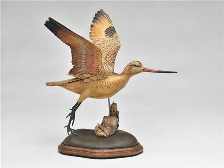 Excellent decorative marbled godwit