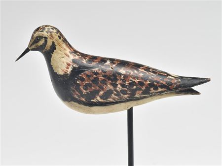 Very rare ruddy turnstone