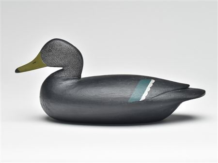 Very rare black duck