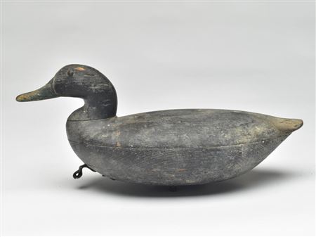 Extremely rare black duck