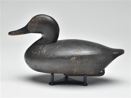 Canvasback hen