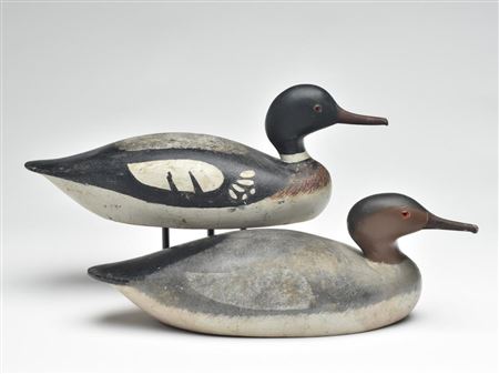 Excellent rigmate pair of mergansers