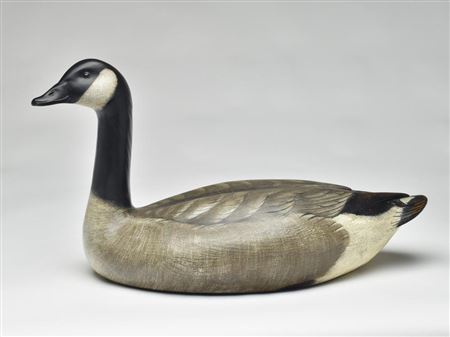 Very rare Canada goose