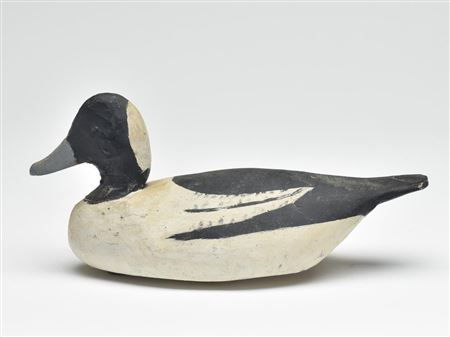 Rare bufflehead drake