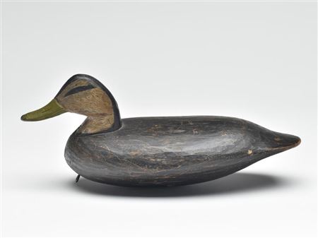Unusual small size black duck