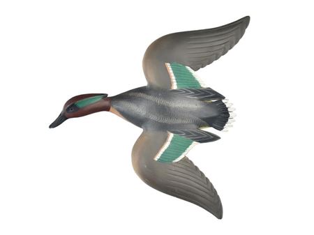 Pair of flying green wing teal