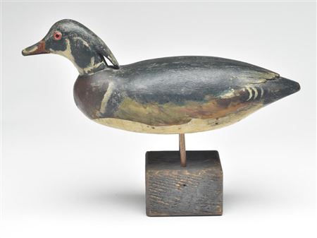Standing wood duck