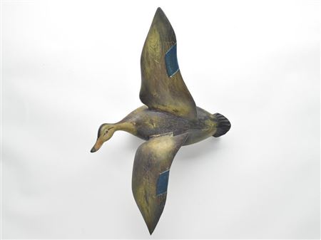 Flying black duck