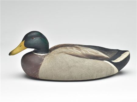 Mallard drake