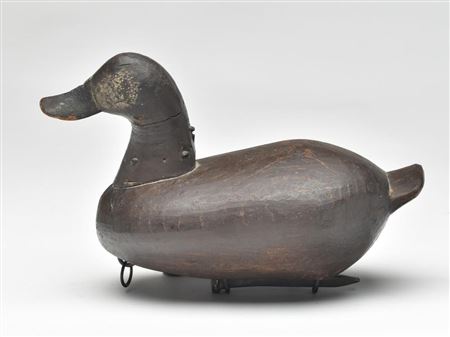 Ruddy duck drake